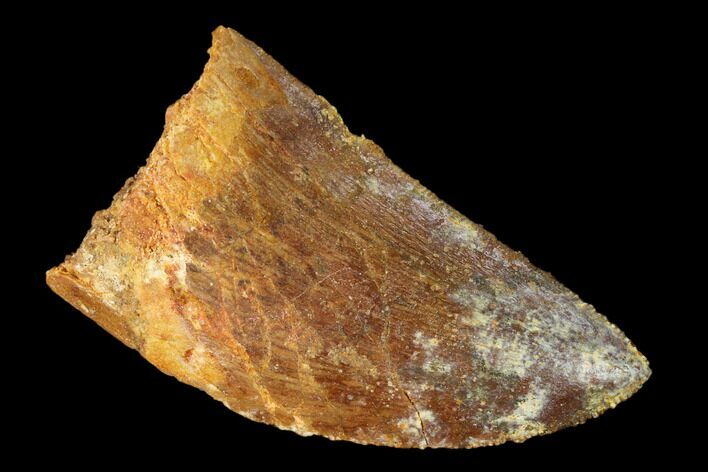 Bargain, Carcharodontosaurus Tooth - Real Dinosaur Tooth #145713